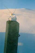 "����������". 1999.