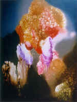 "Mood", canvas, oil, 100�75, 1999.