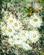 "Study with Camomiles". Paper, water colors. 50�40 1996